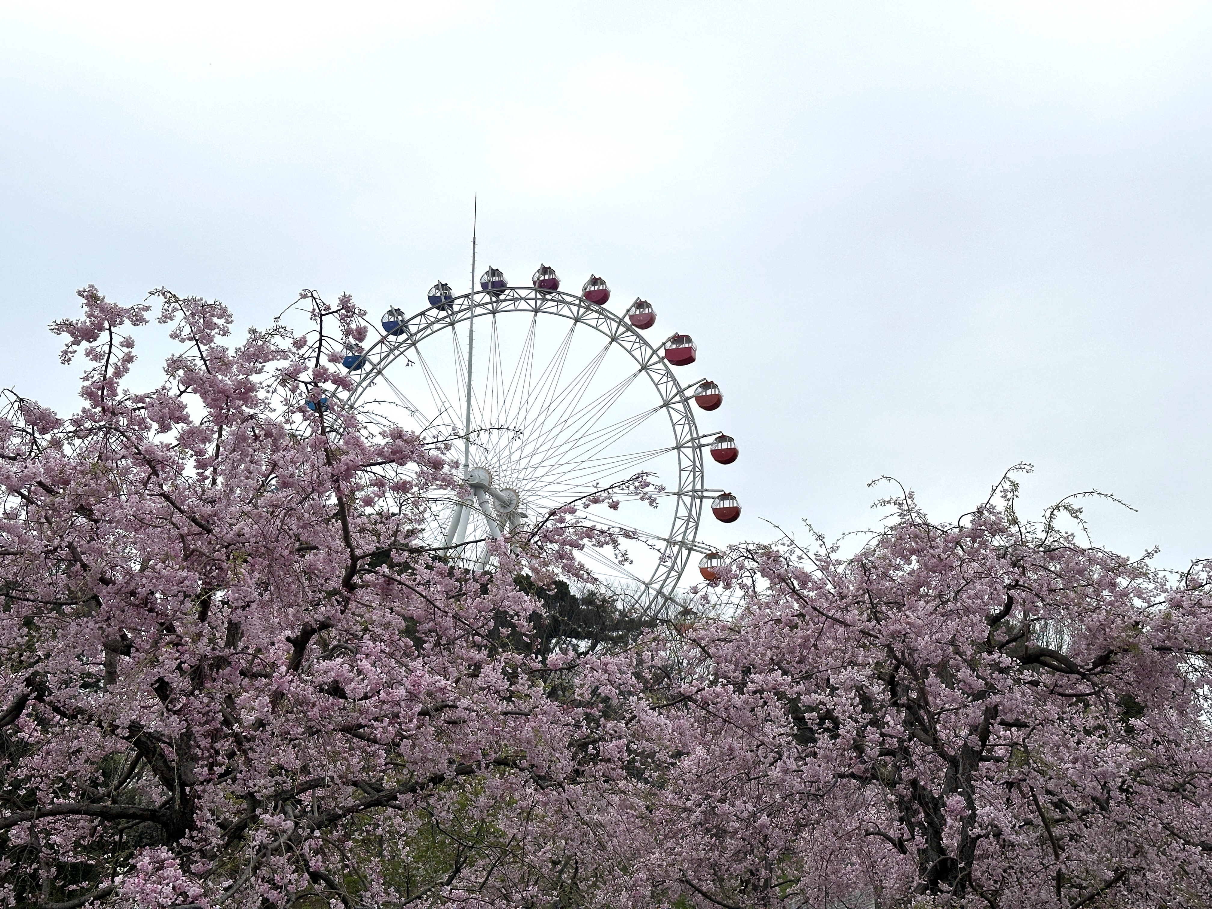 sakura and Ferris wheel